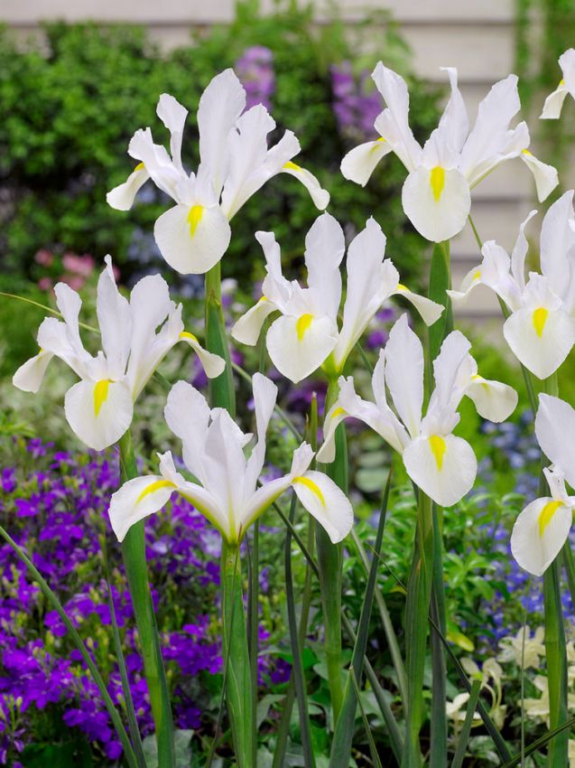 Iris Iris white van vliet hollandica