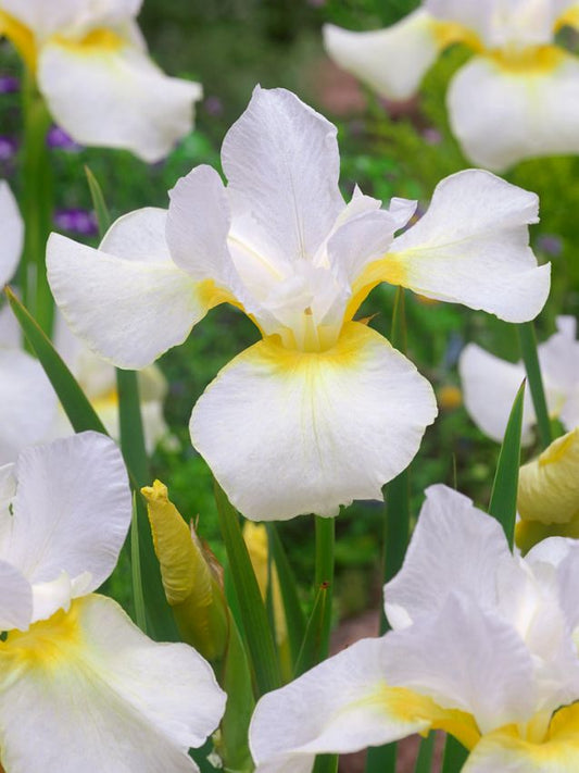 Iris Iris dreaming orange sibirica