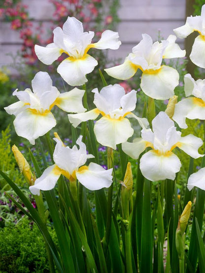 Iris 'Dreaming Orange Sibirica' - 6 Stück