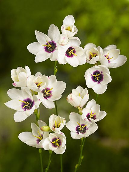 Klebschwertel Ixia hogarth