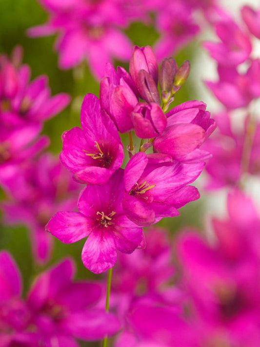 Klebschwertel Ixia mabel