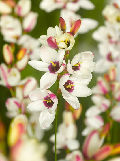 Klebschwertel Ixia spotlight
