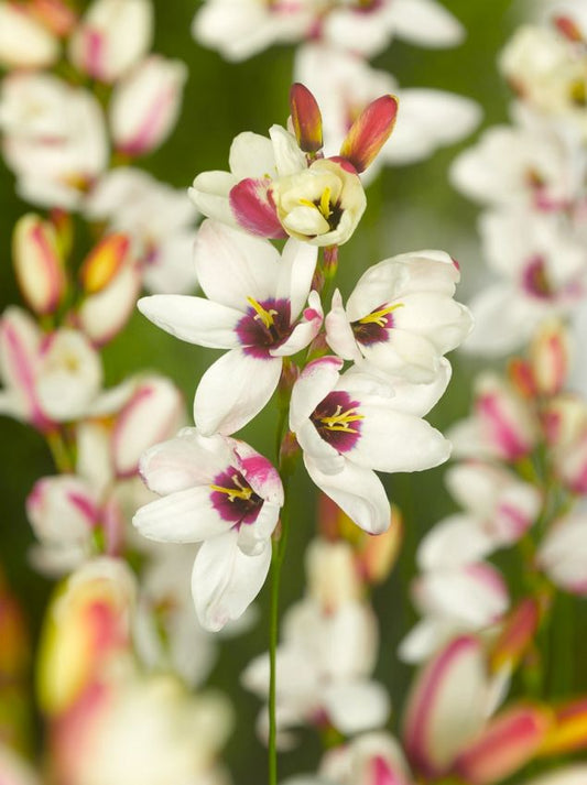 Klebschwertel Ixia spotlight