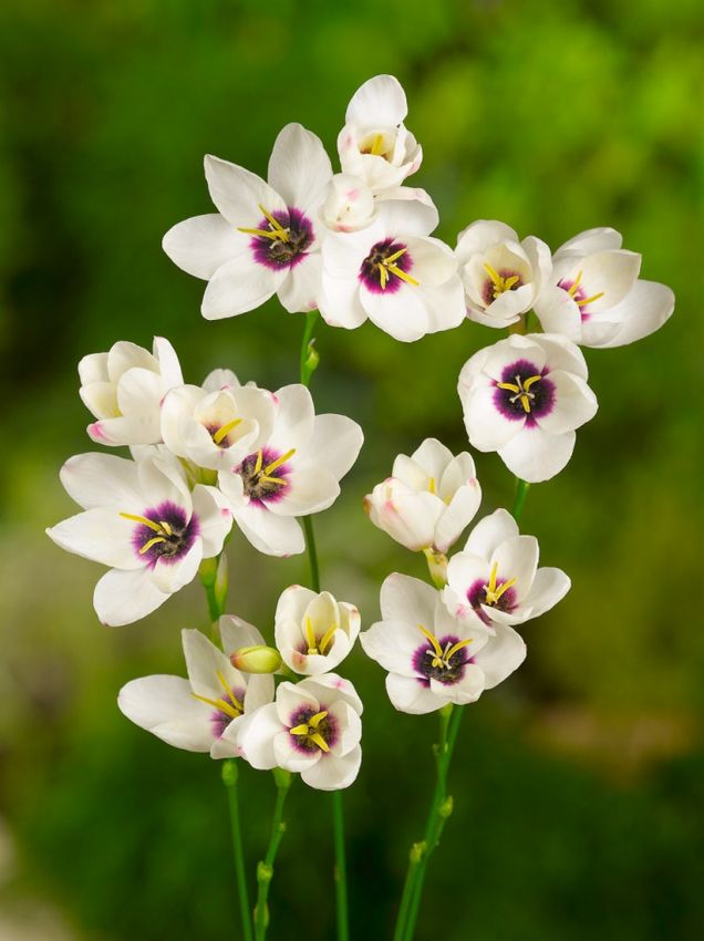 Ixia 'Spotlight' - Klebschwertel