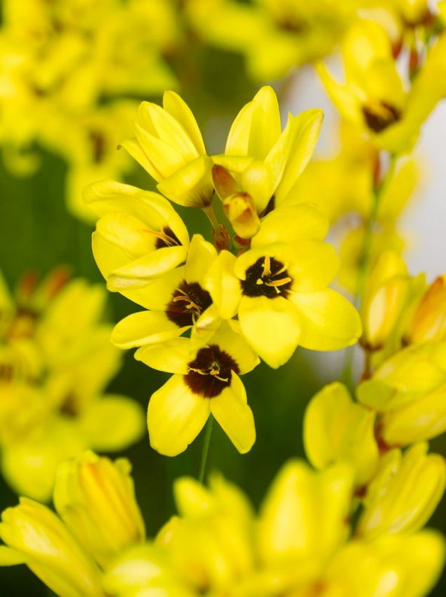 Klebschwertel Ixia yellow emperor