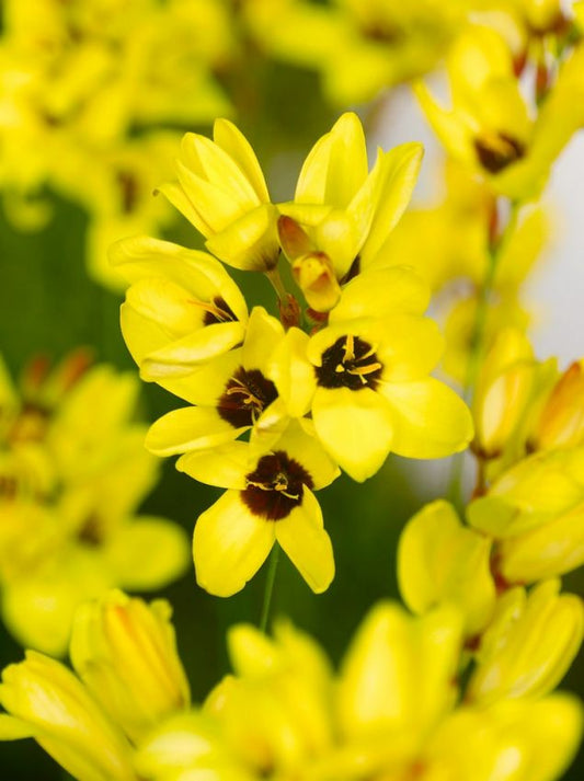 Klebschwertel Ixia yellow emperor