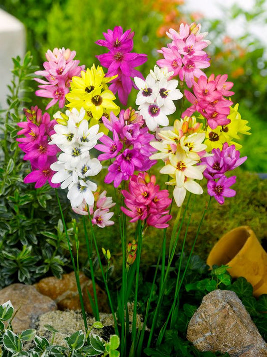 Klebschwertel Ixia mischung