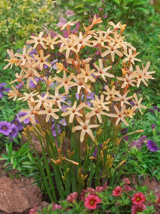 Klebschwertel Ixia paniculata eos