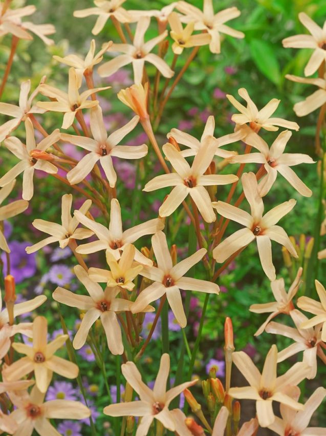 Klebschwertel 'Paniculata Eos' - 30 Stück