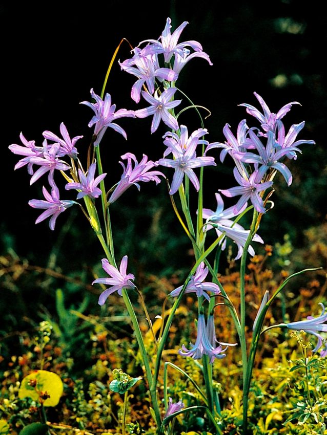 Sonstige Ixiolirion tataricum pallasii