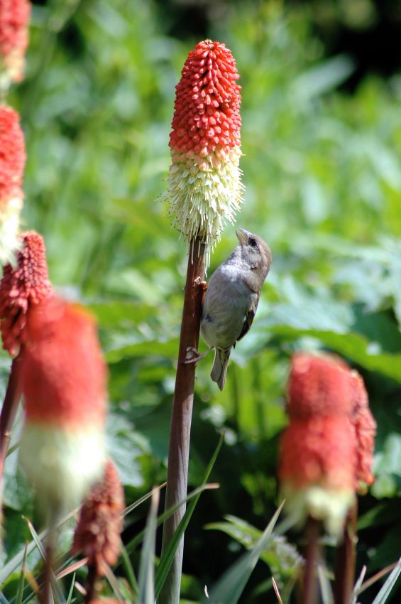 Kniphofia 'Alcazar' - Fackellilie