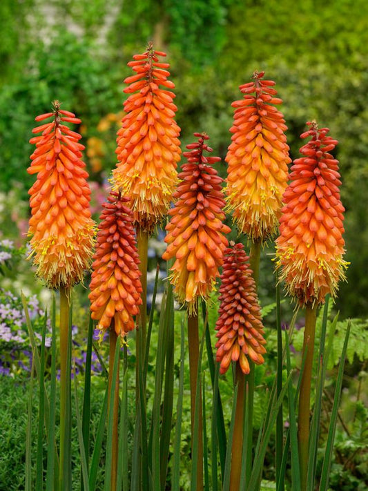 Fackellilie Kniphofia alcazar