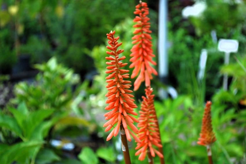 Kniphofia 'Timothy' - Fackellilie