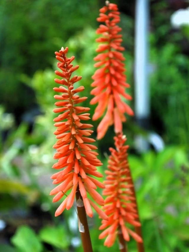 Fackellilie Kniphofia timothy