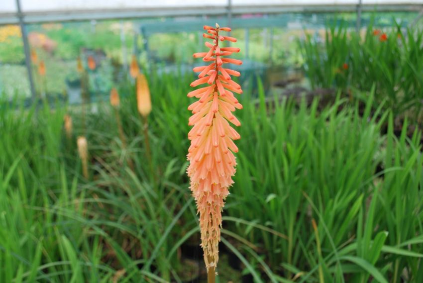 Kniphofia 'Timothy' - Fackellilie