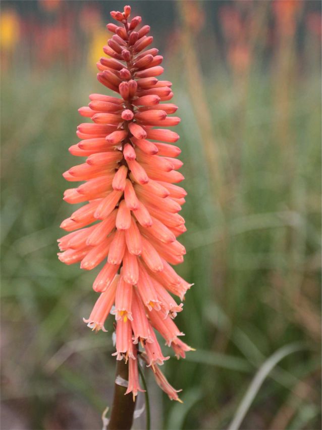 Kniphofia 'Timothy' - Fackellilie