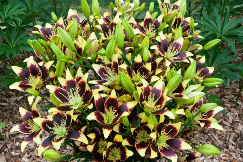 Lilium 'Easy 'Dance' - Lilie