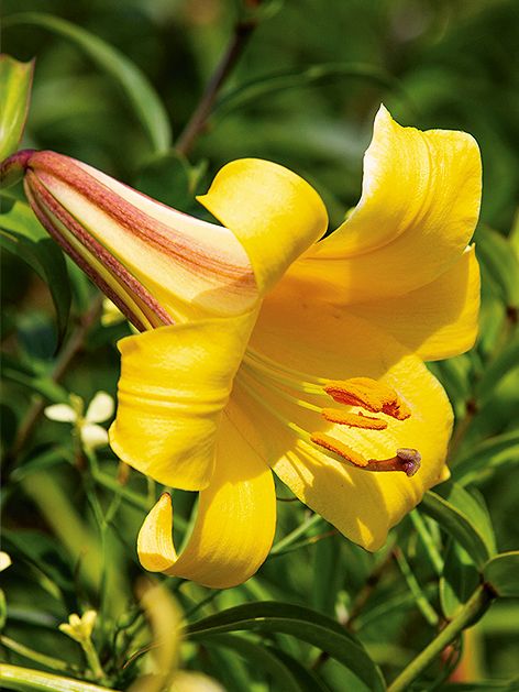 Lilien Golden splendour