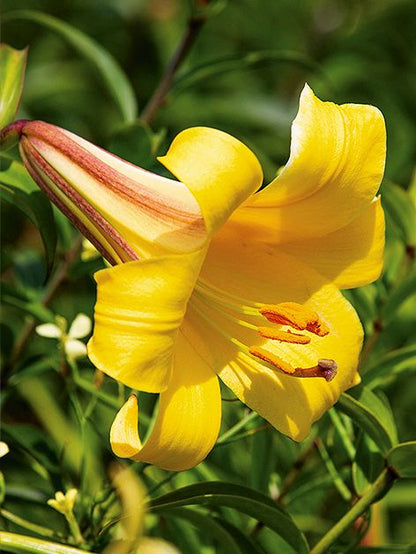 Lilien Golden splendour