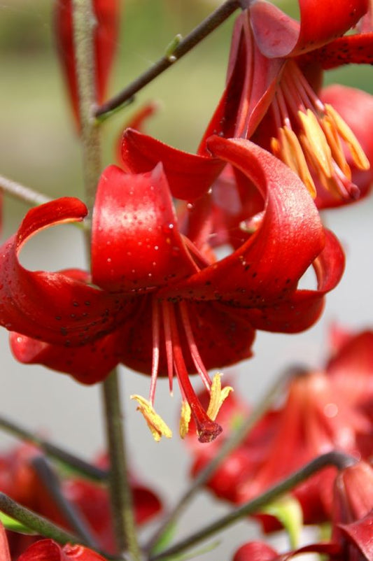 Lilien Red velvet