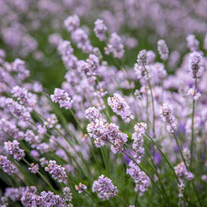 Lavandula angustifolia 'Rosea' - Lavendel
