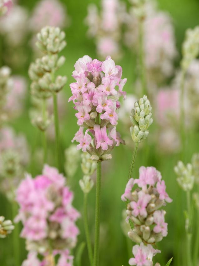Lavendel Lavandula angustifolia rosea