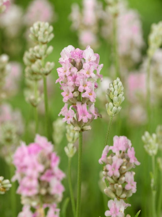 Lavendel Lavandula angustifolia rosea