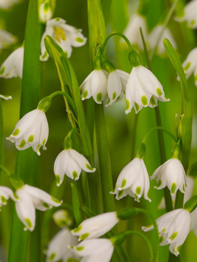 Leucojum Leucojum gravetye giant