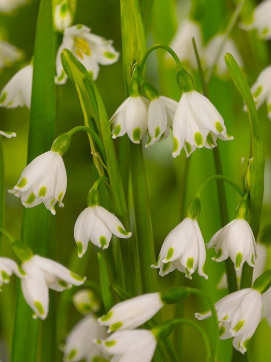 Leucojum Leucojum gravetye giant