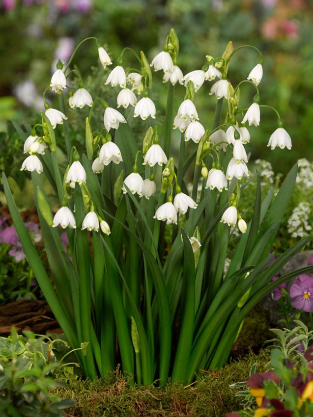 Leucojum Leucojum aestivum