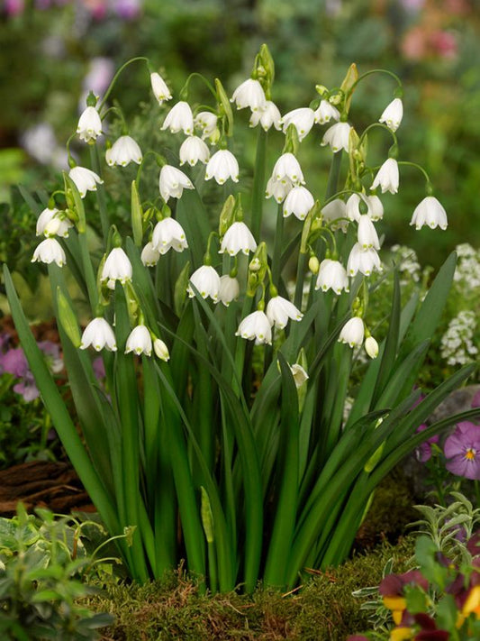 Leucojum Leucojum aestivum