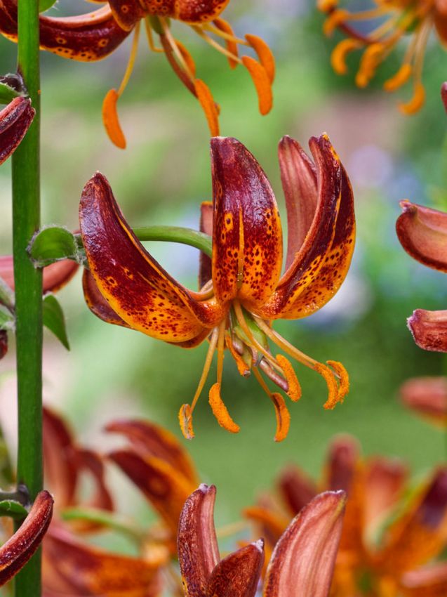 Lilien Arabian knight martagon