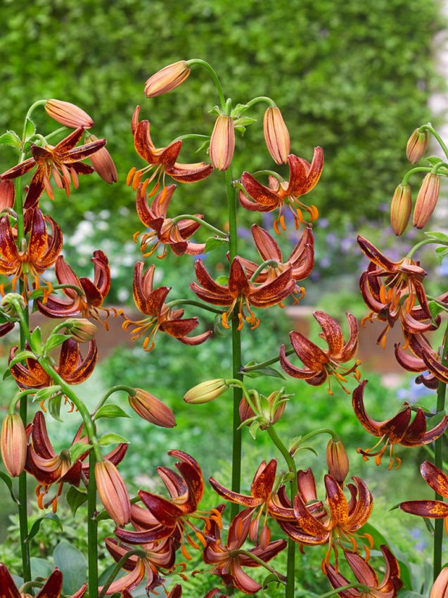 Lilium 'Arabian Knight Martagon' - Lilie