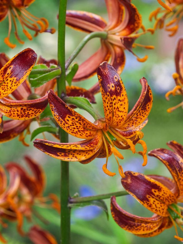 Lilium 'Arabian Knight Martagon' - Lilie