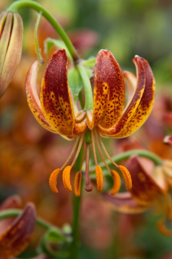 Lilium 'Arabian Knight Martagon' - Lilie