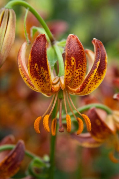 Lilium 'Arabian Knight Martagon' - Lilie