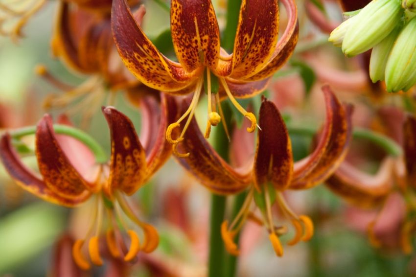 Lilium 'Arabian Knight Martagon' - Lilie