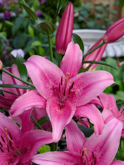 Lilien Asiatisch rosa