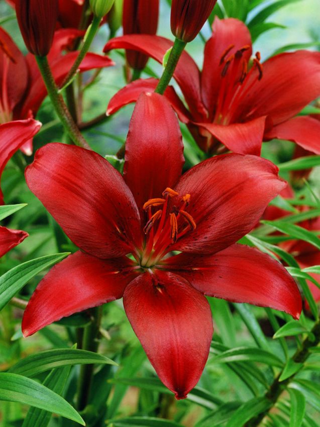 Lilien Asiatisch rot