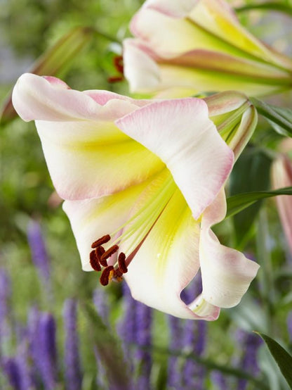 Lilien Beijing moon