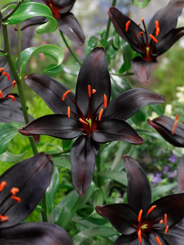 Lilien Blacklist