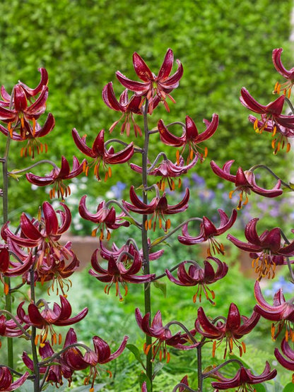 Lilium 'Claude Shride Martagon' - Lilie