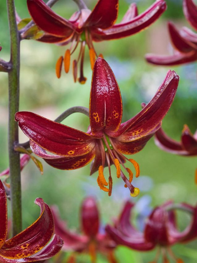 Lilium 'Claude Shride Martagon' - Lilie