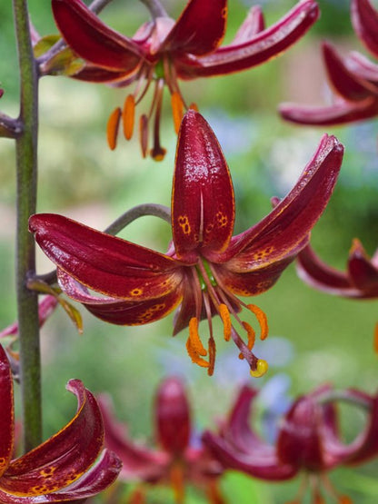 Lilium 'Claude Shride Martagon' - Lilie