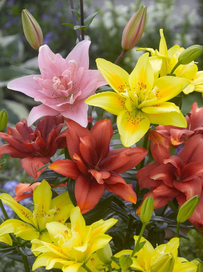 Lilien Gefüllte asiatische mischung