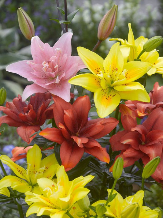 Lilien Gefüllte asiatische mischung