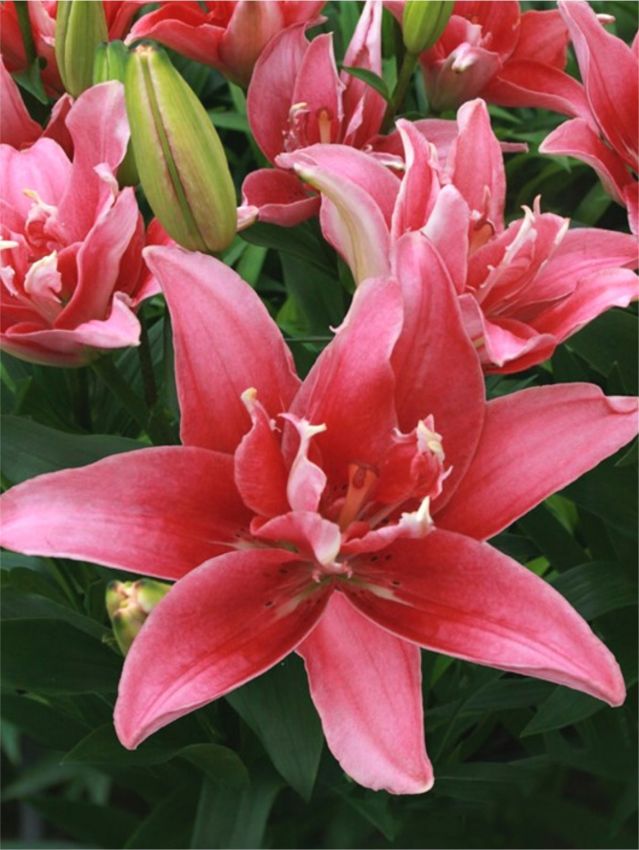 Lilien Double lady