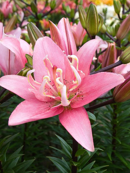 Lilien Elodie