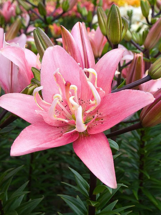 Lilien Elodie