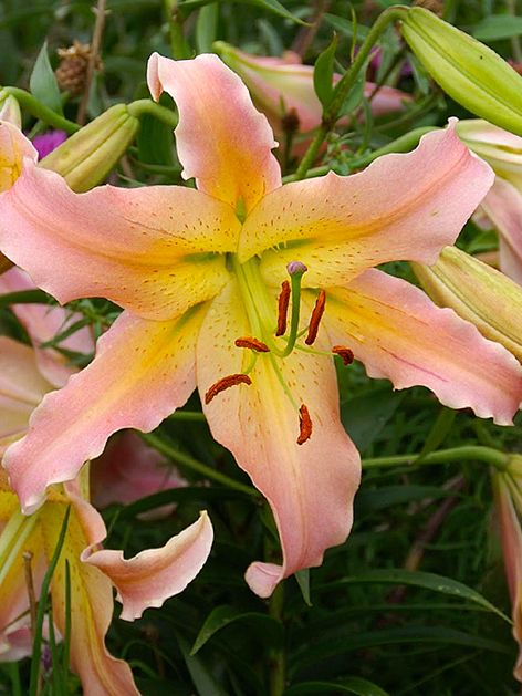 Lilien Elusive